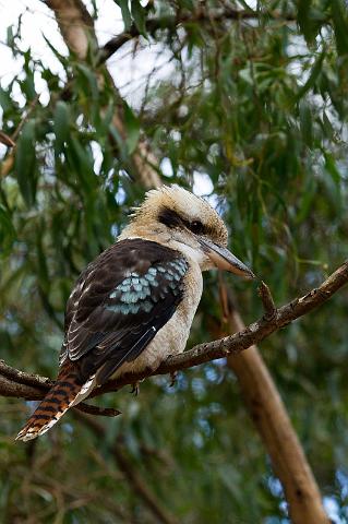 240 Grampians NP, lachvogel.jpg